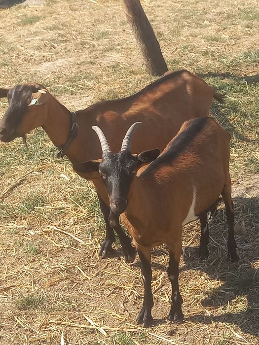 Capre Apina Franceză