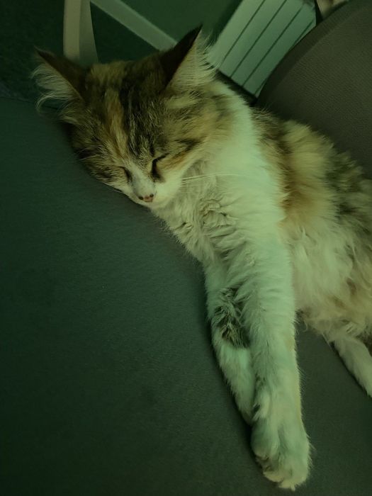 Кошка (домашняя)