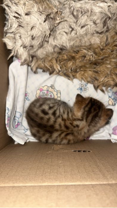 отдам котенка в добрые руки!!