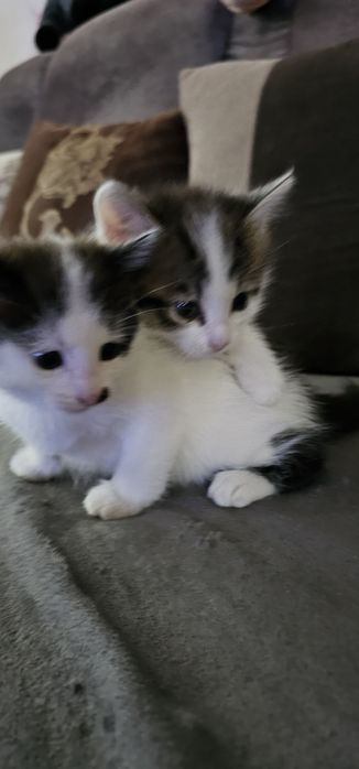 Животные,  кошки