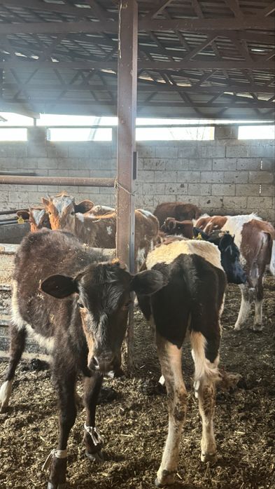 Продам годовалых телок