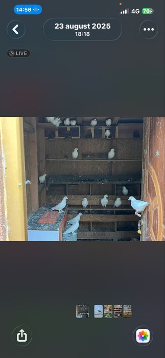 Porumbei albi foarte frumosi