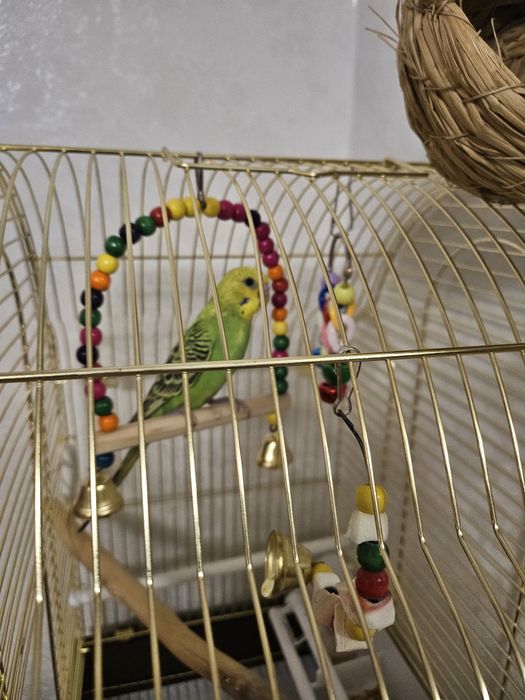 Продам папугая с клеткой