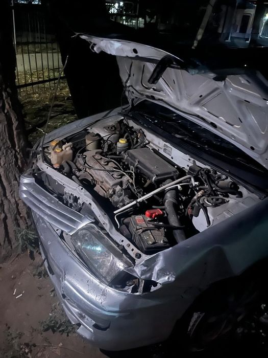 Костоправ, моляр