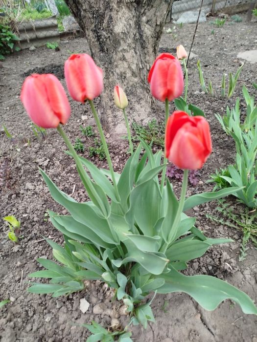 Продам тюльпаны на срез
