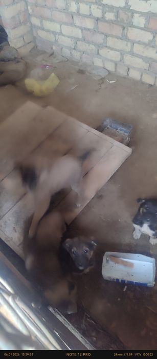 Тегін күшік беремін