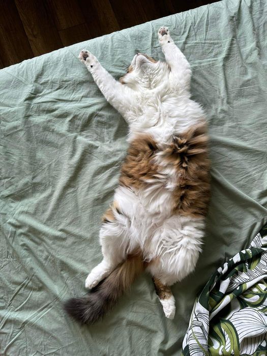 Домашно коте търси нов дом