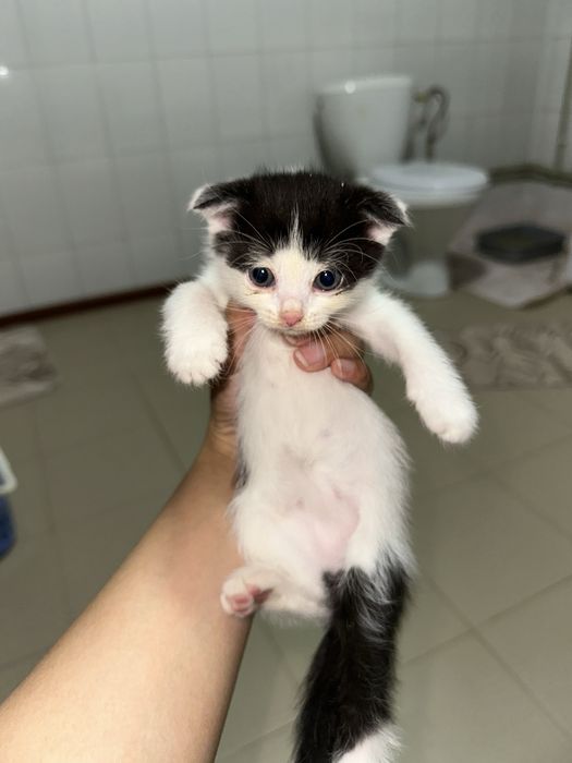 Шотландские кошки сатылады