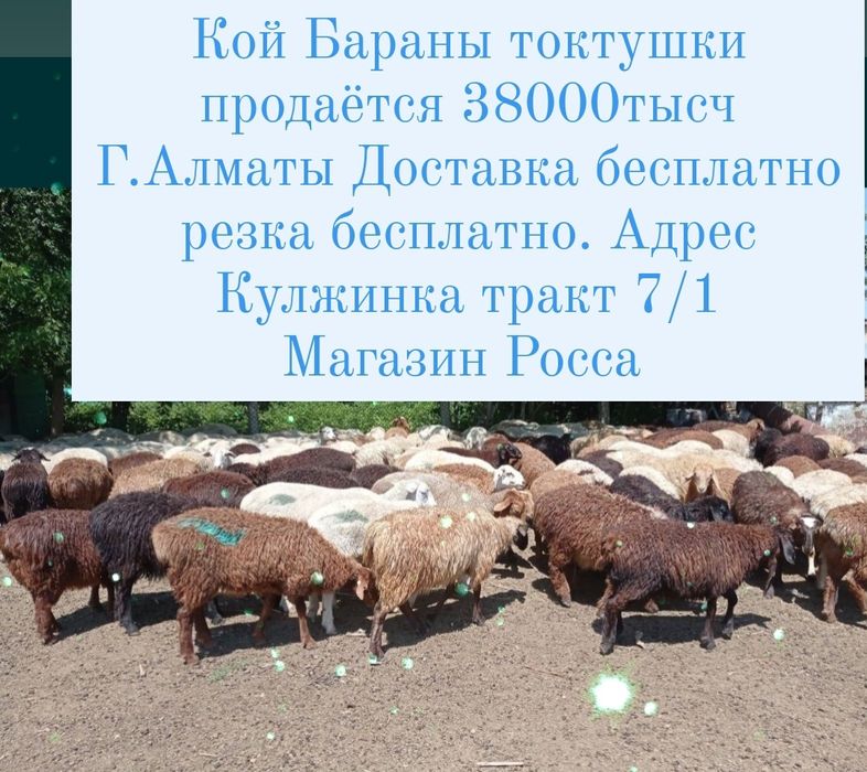 Кой Бараны токтушки продаётся 38000тысч Г.Алматы Доставка бесплатно ре