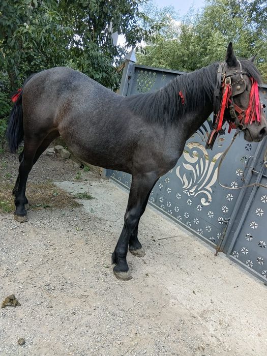 Mânză, 1 an de zile