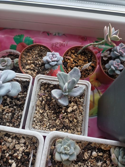 Продам редкие суккуленты!