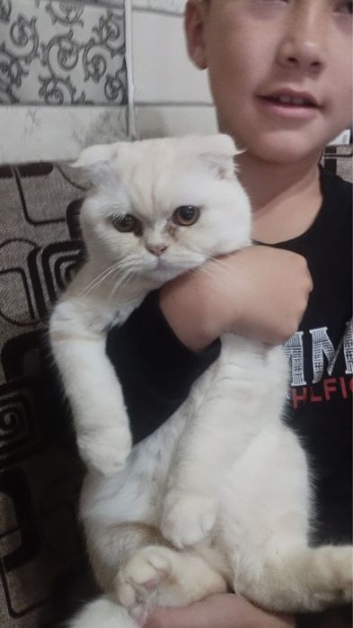 Mushuk sotiladi scottish fold. Продается Кошка шотландский вислоухий