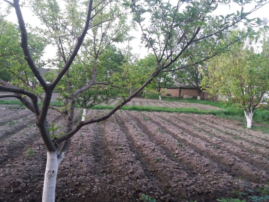 Участок 15 соток в Уртачирчикском рацоне, имеетс дом тз 3х клмнат, спа