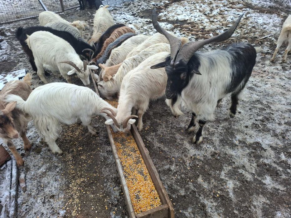 Vand capre, iedite si țap sănătoși