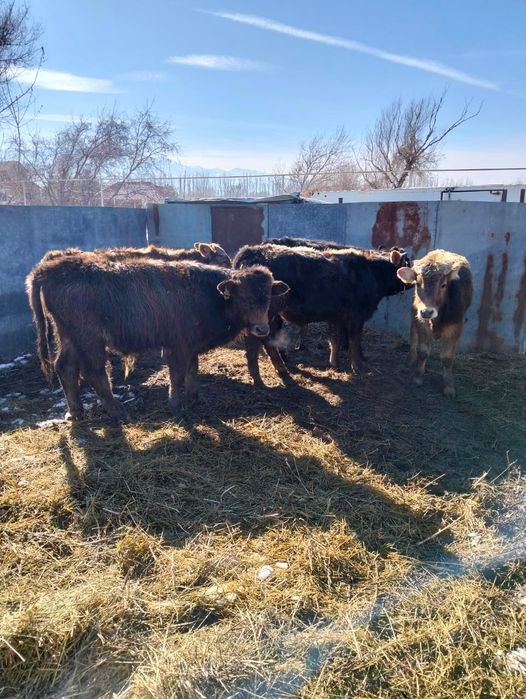 Продаются бычки.