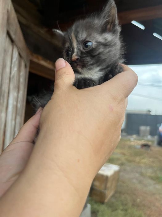 Ищем семью малышам