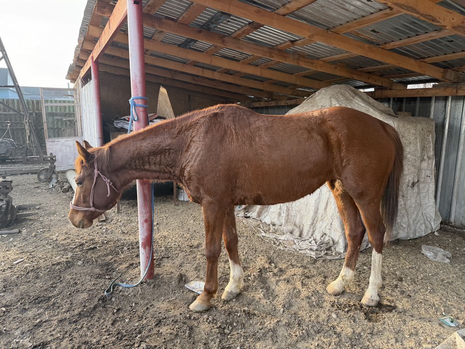 Англо-араб байтал