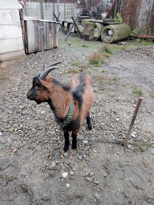 Vind țăpuc de rasă