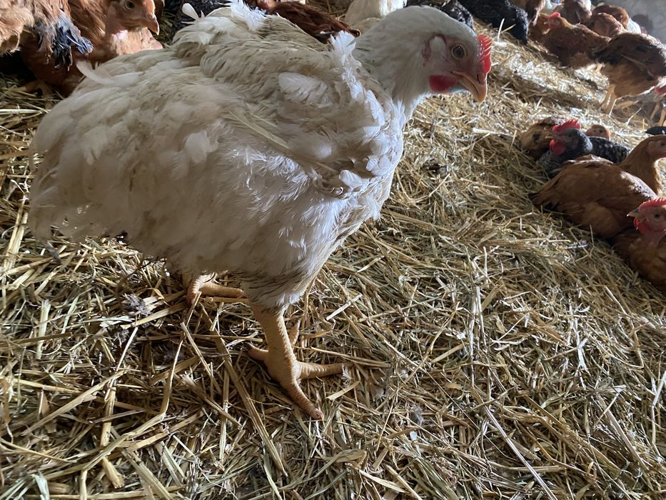 Pui de carne si pui  Kabir