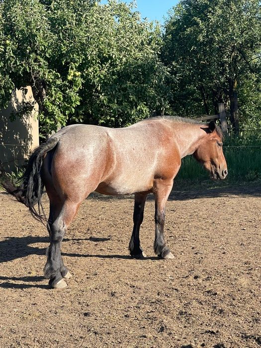 Cai de vanzare varsta 2 ani