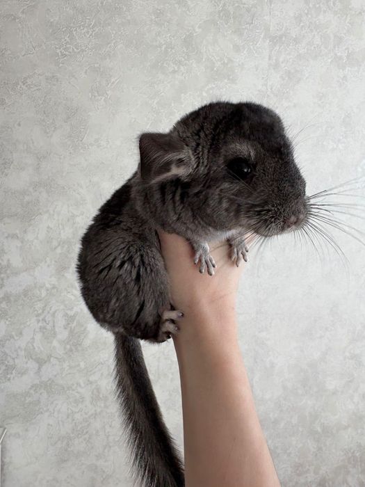 Продам шиншилл красивеньких