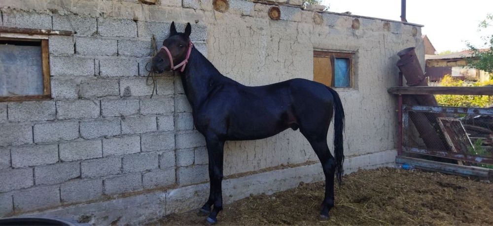 Құнан сатылады..