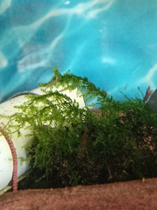 Мох яванский в аквариум