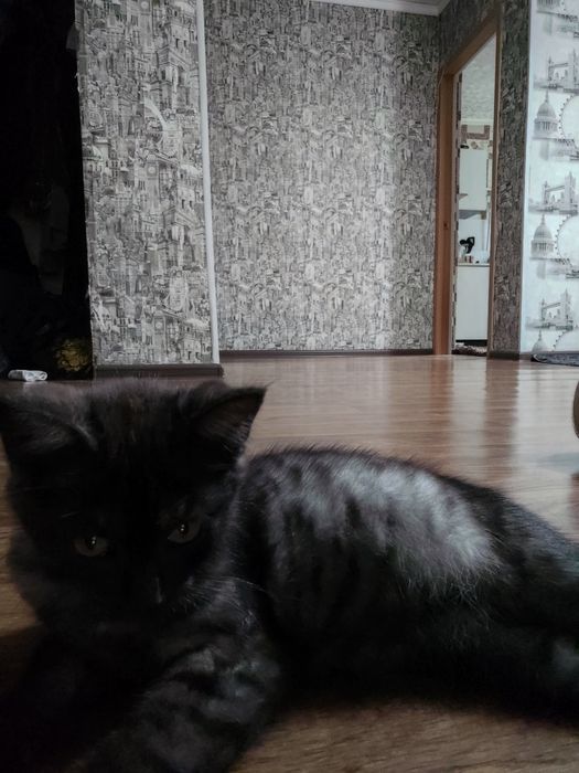 Кошка в добрые руки