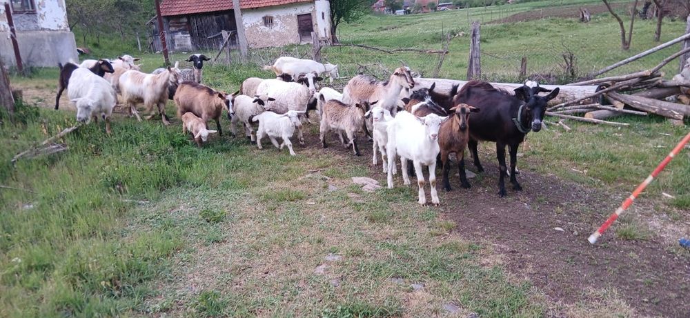 Iezii de vânzare