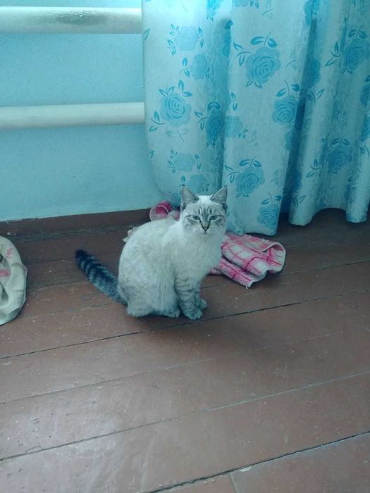 Отдам двух замечательных кошек в добрые руки!