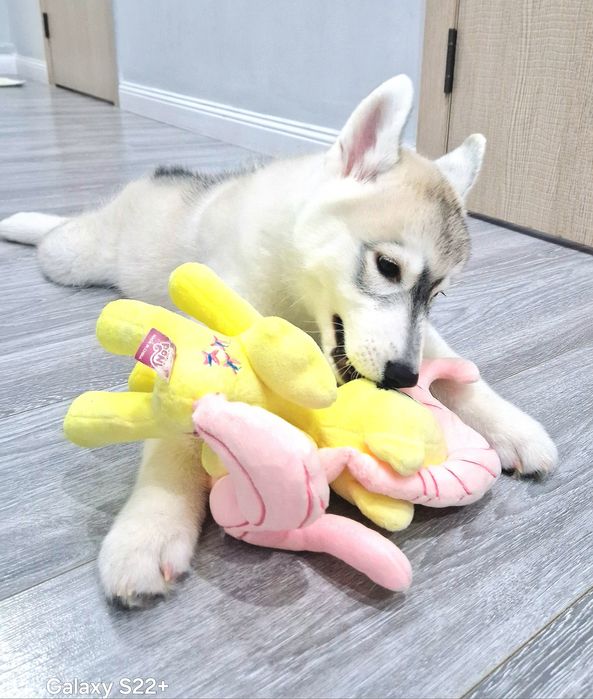 Шикарная девочка от Чемпионов!