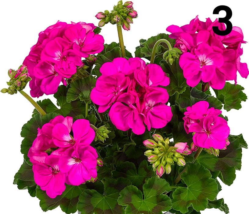 Нискостеблено мушкато-2.50€