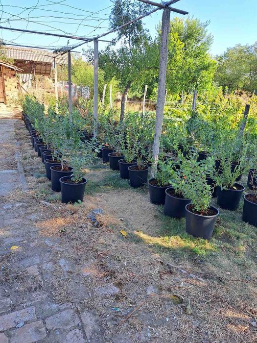 100броя боровинки ,отгледани 6годишни.Ежегодно даващи плод