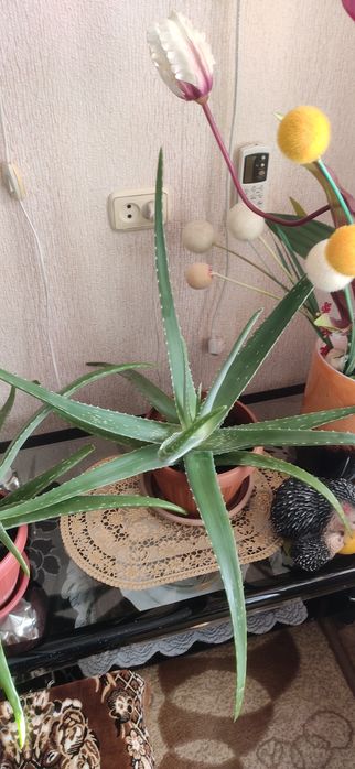 Продам красивые цветы