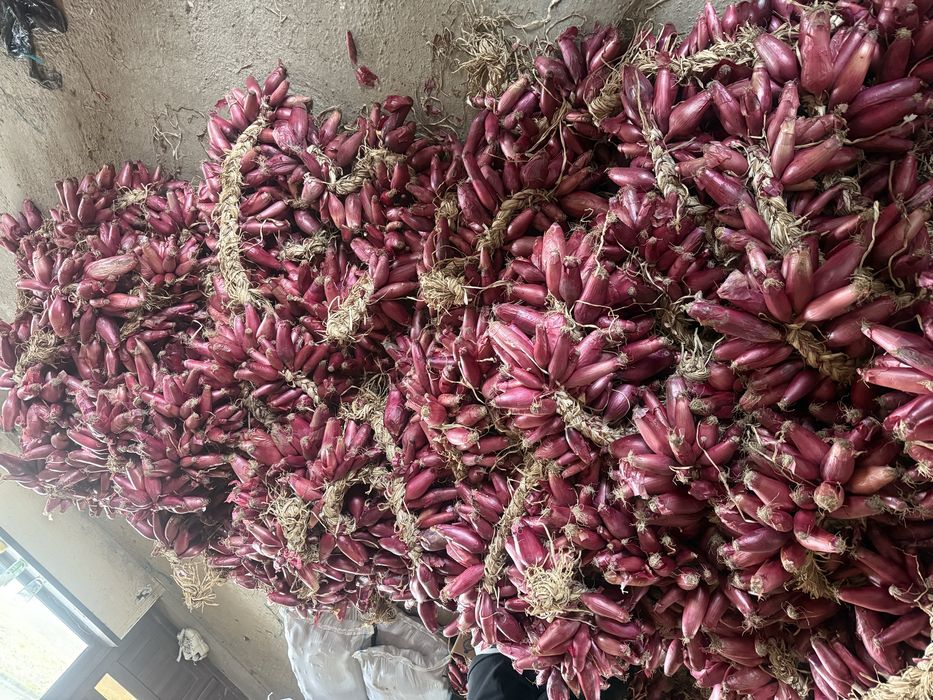 Ceapa rosie de buzau de apa impletita la funie