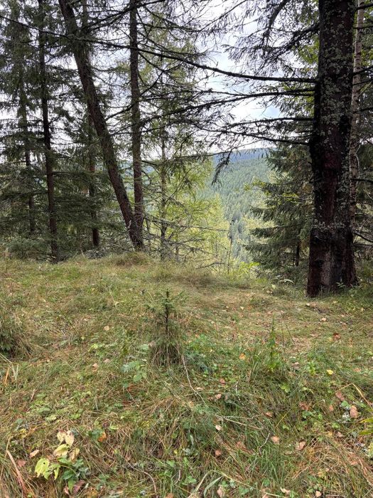 Teren de vanzare - 1500 mp in Statiunea Muntele Baisorii (CJ)