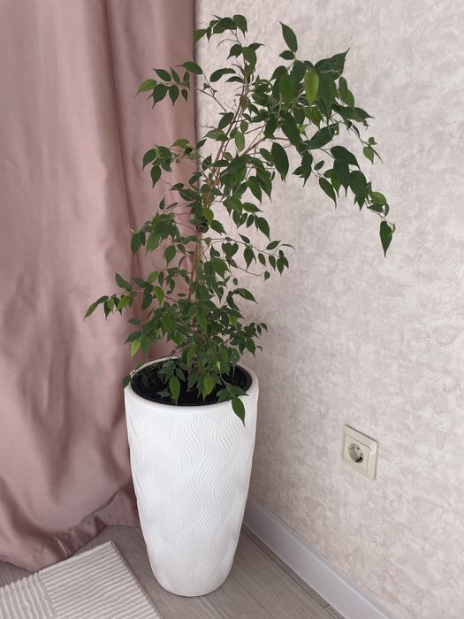 Продам комнатные растения