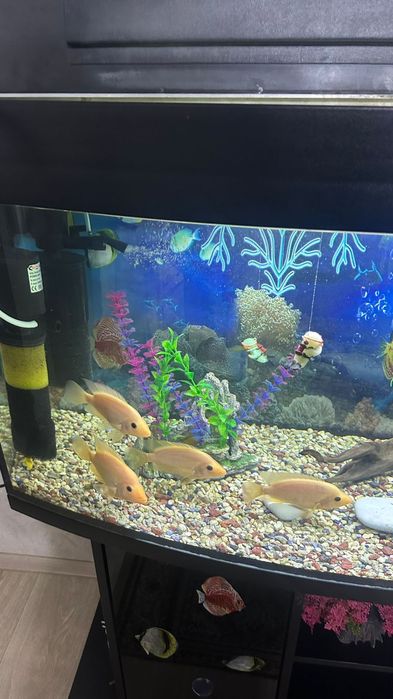 Аквариум 200 литров