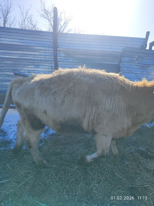 Продам молодняк..