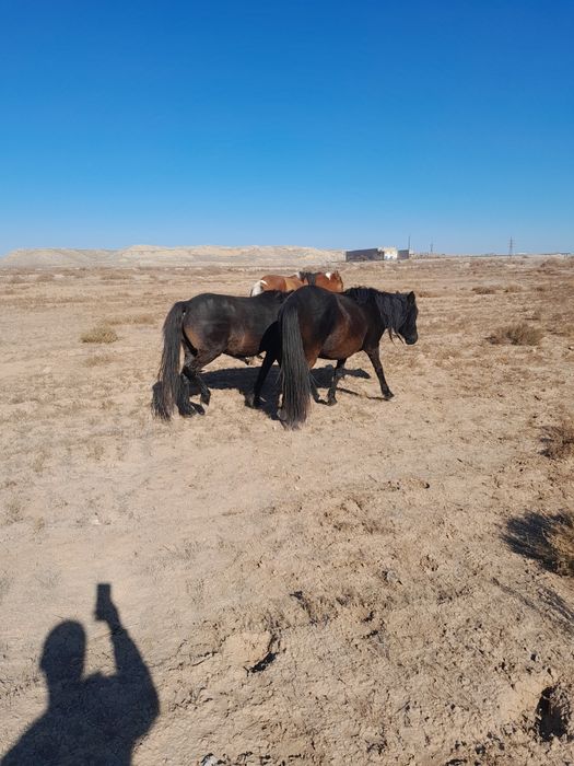 Екі ту бие сатылады