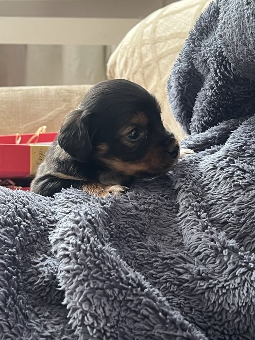 Собака Спаниель