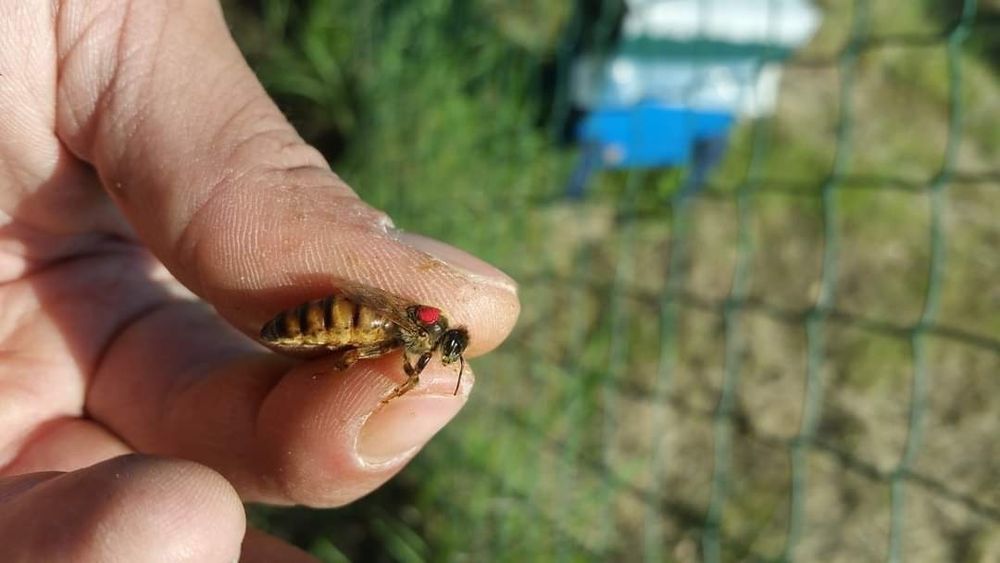 Пчелни  отводки и майки 2026