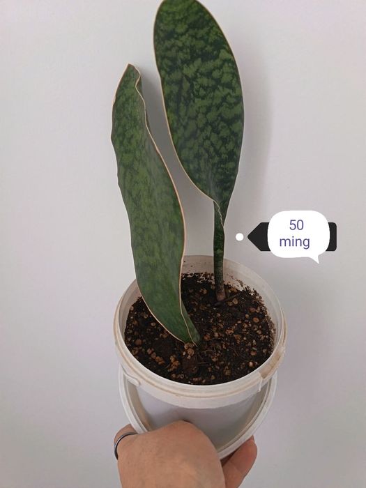 Hona gullari sotiladi