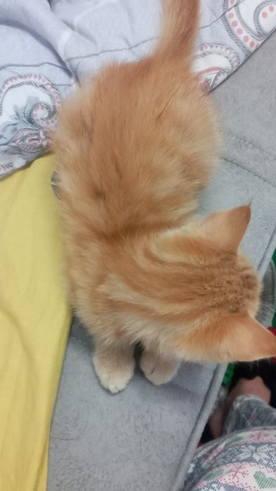 Котёнок домашний