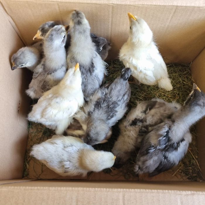 Pui de găină australorp