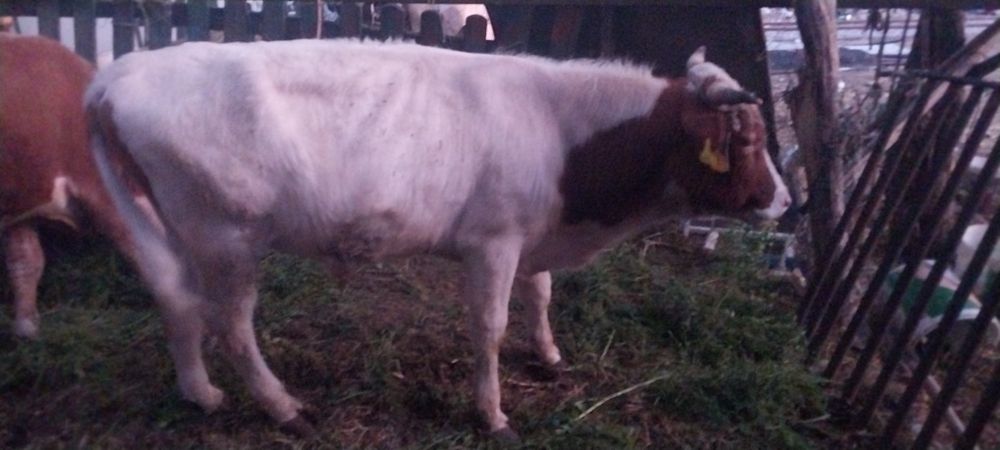 Продам быков цена за адного быка 550000