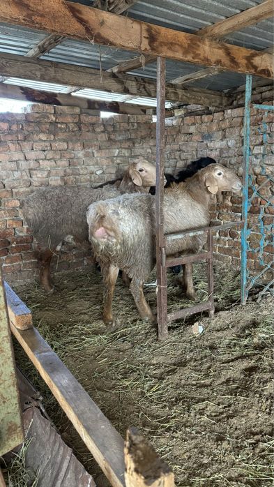 2 жасар Кашкарлар сатылады