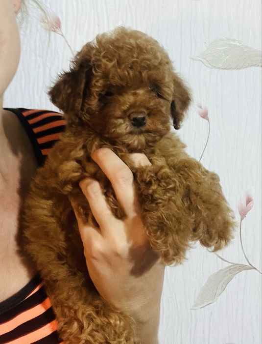 Малыши Пуделя Той/Миниатюра