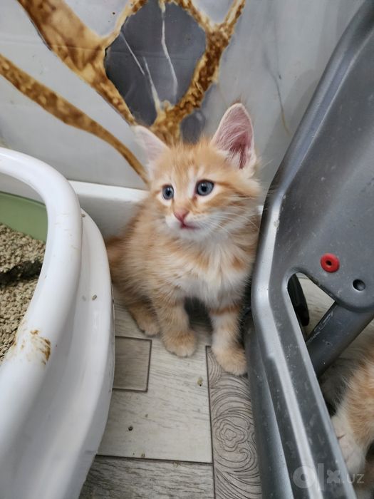 Котёнки 5 штук отдам даром