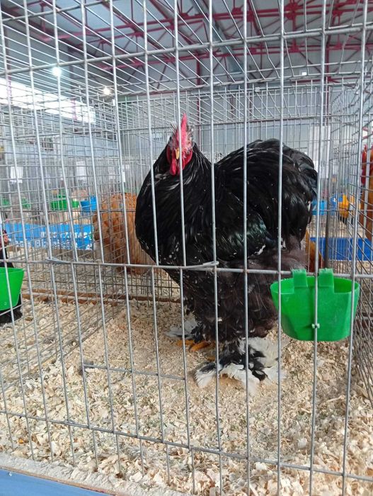 Cocos cochinchina uriaș bobat 2025